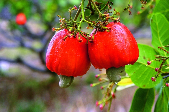 Quilo da castanha de caju chega a R$ 3,40 em Altos